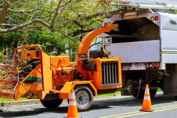 Best Emergency Tree Removal  in Wilson, PA